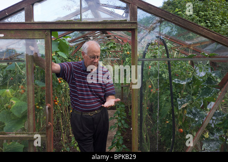 Ein älterer Rentner Herr steht umgeben von einer Sommer-Ernte von Tomaten wachsen in seinem Gewächshaus. Stockfoto