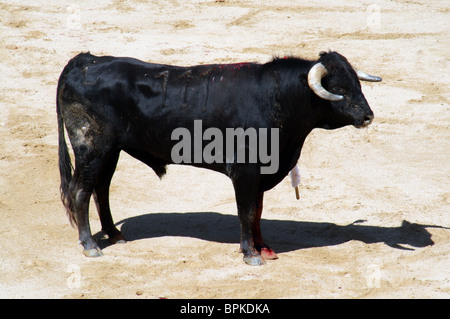 Stier in einem Stierkampf in Pamplona während der Sanfermines 2009. Stockfoto