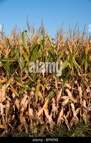 Feld Mais späten Sommer Michigan USA Stockfoto