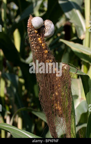 Mais-Smut Ustilago Maydis auf Feld Mais Michigan USA Mais wächst Stockfoto