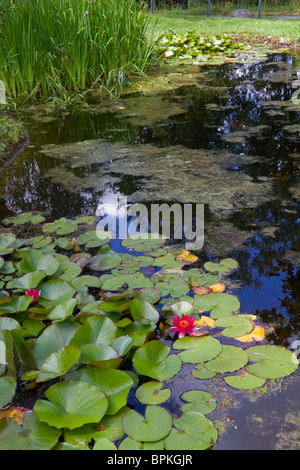 Teich mit roten Lilien Schweden Stockfoto