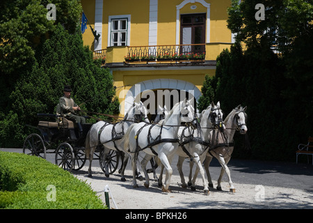 Tier Pferd Kutsche fahren Gestüt Bábolna Ungarn Stockfoto