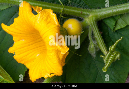 Young-Kürbis wachsen an den Rebstöcken mit Blume befestigt und vollständig zu öffnen. Sorte Zentner Stockfoto