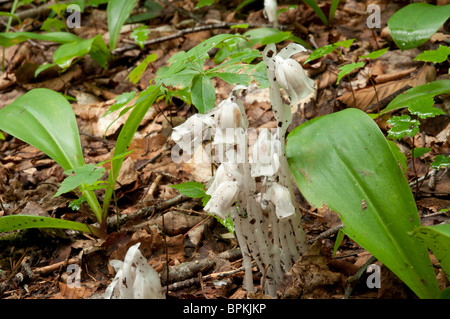 Indischer Leitung, auch genannt Geist Pflanze, Monotropa Uniflora. Im ganzen östlichen Wälder Stockfoto