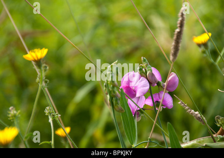 Gelb und rosa Wildblumen. Stockfoto