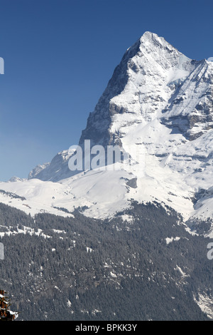 Den Eiger und die berüchtigte Nordwand, fotografiert vom Grindlewald in den Schweizer Alpen, Schweiz Stockfoto