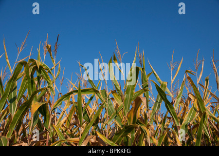 Feld Mais späten Sommer Michigan USA Stockfoto