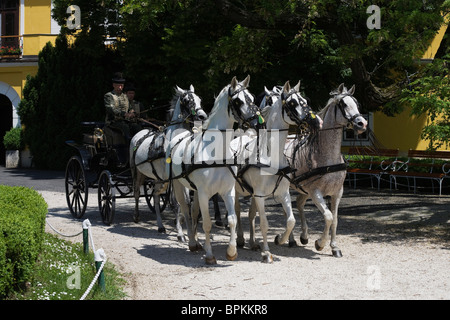 Tier Pferd Kutsche fahren Gestüt Bábolna Ungarn Stockfoto