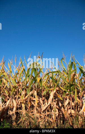 Feld Mais späten Sommer Michigan USA Stockfoto