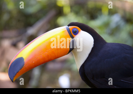 Porträt von Tukan in Brasilien Wald Stockfoto