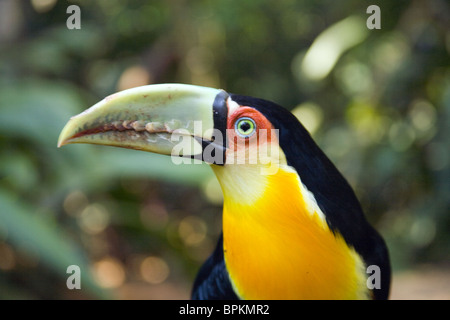 Porträt des grünen Schweif Tukan in Brasilien-Nationalpark Stockfoto