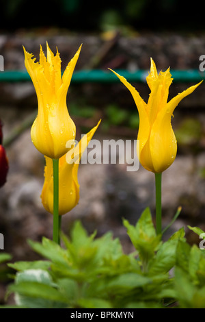 Gelbe Tulpen, Giverny, Frankreich Stockfoto
