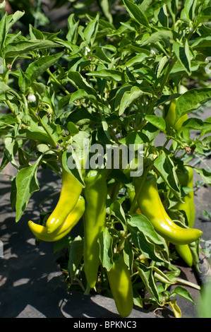 Anaheim-Chilischoten in einem Garten wächst Stockfoto