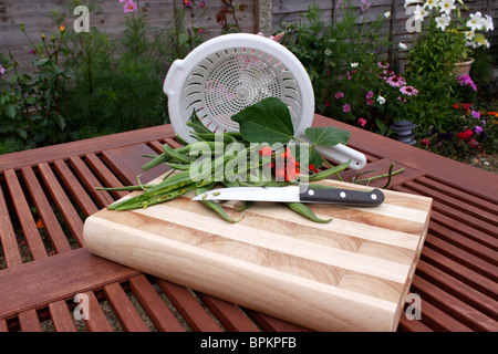 FRISCH GEPFLÜCKT STANGENBOHNEN VORBEREITET FÜR DIE KÜCHE. VEREINIGTES KÖNIGREICH. Stockfoto