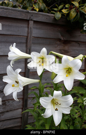 LILIUM WEIßEN HIMMEL. LILY. Stockfoto