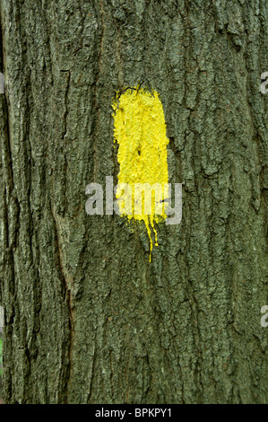 Bunte Trail Markierungen an Bäumen. Stockfoto