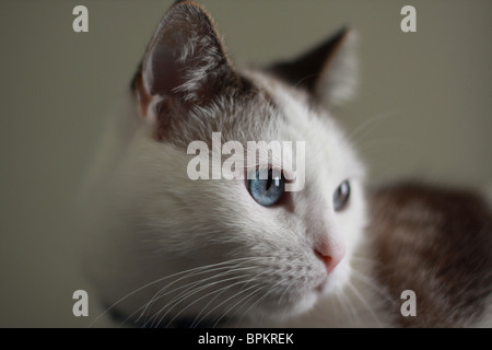 Eine Nahaufnahme von einem Katzengesicht mit großen blauen Augen. Stockfoto