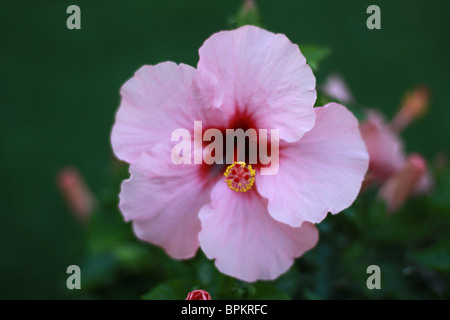 Eine Nahaufnahme von einer rosa Hibiskus Blume. Stockfoto
