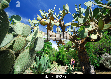 DUBROVNIK, KROATIEN. Riesige Kakteen im Botanischen Garten auf Lokrum Insel Natur behalten. Stockfoto