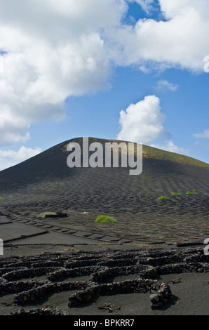 Die seltsamen vulkanischen Weinberge von Lanzarote, Spanien. Stockfoto