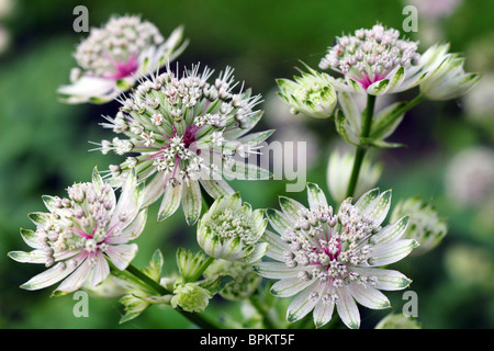 Blumen Sterndolde hautnah Astrantia große Stockfoto