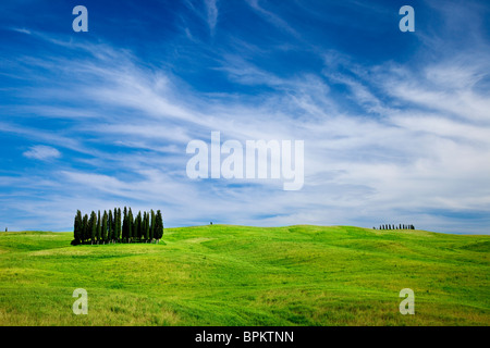 Grove von Zypressen in Weizen-und Wildblumen in der Nähe von San Quirico, Toskana Italien Stockfoto