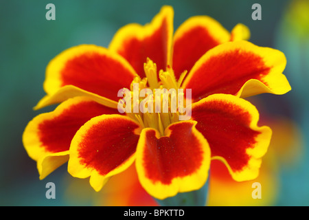 Ringelblumeblume Nahaufnahme Tagetes Stockfoto