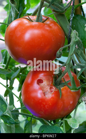 Zwei große Fleischtomaten wachsen auf der Rebe, eins mit Slug Schaden. Sorte Big Boy Stockfoto