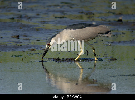 Schwarz gekrönt Nachtreiher Jagd Würmer in einem marine Sumpf.  Nycticorax nycticorax Stockfoto