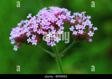 Verbena Bonariensis Purpletop Clustertop argentinisches Eisenkraut Blumen blühen Stockfoto