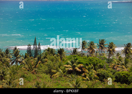 gemischte Bäume entlang der Ufer, Luquillo, Puerto Rico Stockfoto