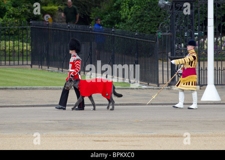 Irish Guards Maskottchen irischer Wolfshund "Conmeal" und seinem Führer, gefolgt von Tambourmajor W Harvey, Irish Guards Stockfoto