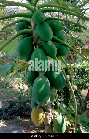 Papaya-Frucht wächst auf dem Baum, Puerto Rico Stockfoto