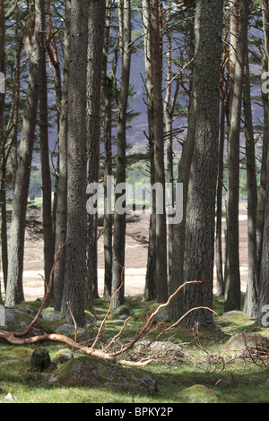 Schottische Bäume Stockfoto