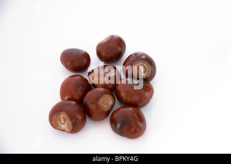 Conkers auf einem weißen Hintergrund isoliert Stockfoto