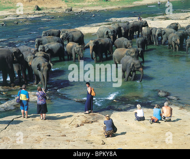 Elefanten, Sri Lanka Stockfoto