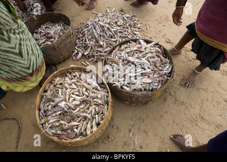 Körbe mit frischem Fisch, umgeben von indischen Frauen und Fischer am Strand von Gopalpur on-Sea, Orissa, Indien. Stockfoto