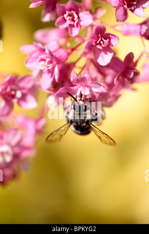 Biene Stockfoto