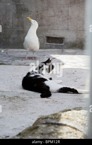 Katze & Möwe Stockfoto