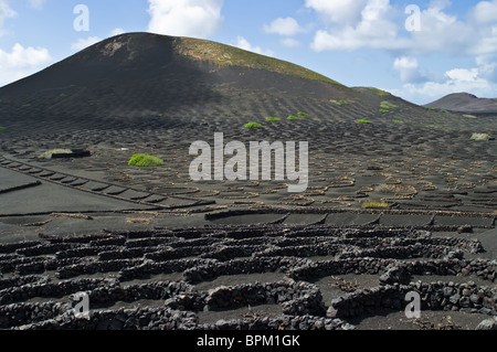 Die seltsamen vulkanischen Weinberge von Lanzarote, Spanien. Stockfoto