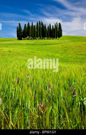 Grove von Zypressen in Weizen-und Wildblumen in der Nähe von San Quirico, Toskana Italien Stockfoto