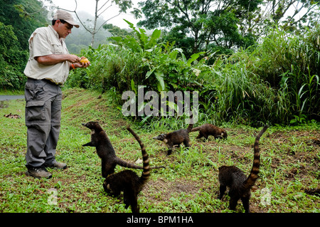 Jorge Esquivel, nationale Touristen Naturführer, füttern wilde Tiere in der Nähe von La Fortuna, Arenal Region, Costa Rica, Mittelamerika Stockfoto