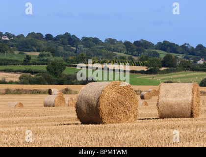 Heuballen während der Ernte bereit für Verpackung Kunststoff schwarz Stockfoto