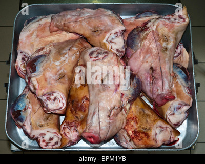 Schlachtete Hälfte Schwein Köpfe in Küche Fach - Sud-Touraine, Frankreich. Stockfoto