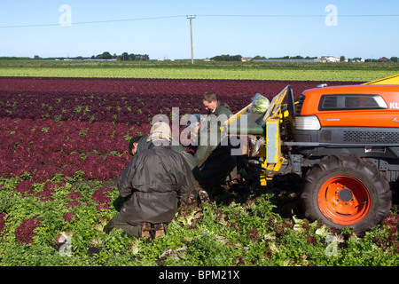 Vier Landarbeiter pflücken in Mere Brow, Hesketh Bank, Großbritannien, den klassischen italienischen Salat „Lollo rosso“ mit dunkelkupferroten, zerknitterten Rüschenblättern Stockfoto