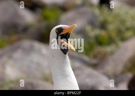 Ecuador, Galapagos. Espanoloa (aka Haube), Punta Suarez. Nazca Booby aka Sprengfallen, maskiert (WILD: Sula Granti) Stockfoto