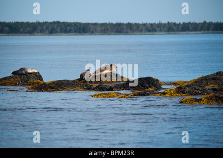 Seehunde sonnen sich auf Felsen Stockfoto