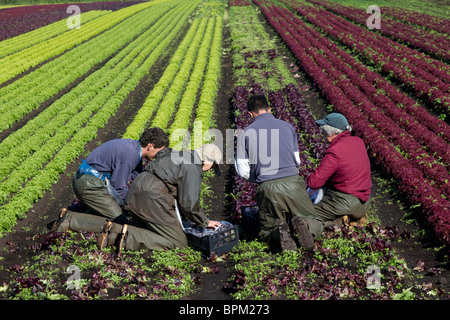 Vier Landarbeiter pflücken Salat „Lollo rosso“. Salatfrüchte, geerntet in Mere Brow, Hesketh Bank, Southport, West Lancashire, Vereinigtes Königreich Stockfoto