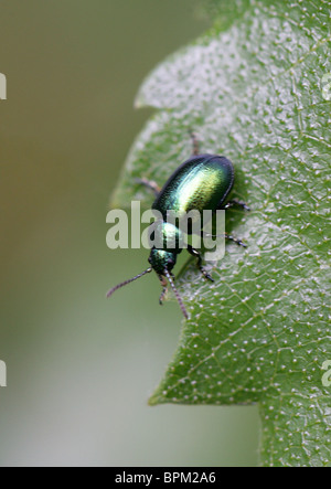 Green Dock Käfer, Gastrophysa Viridula, Crysomelidae, Chrysomeloidea, Coleoptera. Blister Käfer (Meloidae). Stockfoto