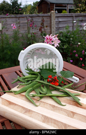 FRISCH GEPFLÜCKT STANGENBOHNEN VORBEREITET FÜR DIE KÜCHE. VEREINIGTES KÖNIGREICH. Stockfoto